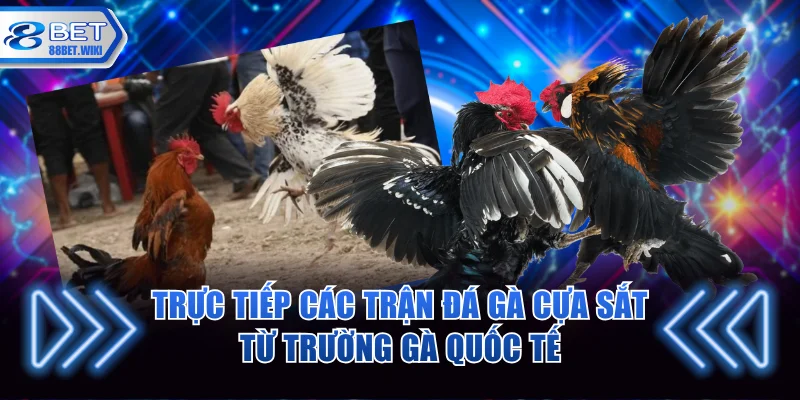 Trực tiếp các trận đá gà cựa sắt từ trường gà quốc tế